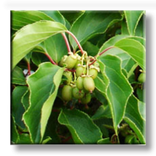 Actinidia arguta / Мини киви
