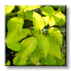 Сибирски дрян жълтолистен / Cornus alba Aurea