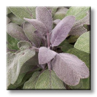 Салвия, Лилав градински чай / Salvia Officinalis Purpurascens