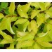 Сибирски дрян жълтолистен / Cornus alba Aurea