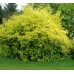 Сибирски дрян жълтолистен / Cornus alba Aurea