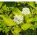 Сибирски дрян жълтолистен / Cornus alba Aurea