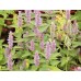 Лофант / Lophanthus Anisatus Benth