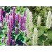Лофант / Lophanthus Anisatus Benth