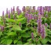 Лофант / Lophanthus Anisatus Benth