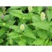 Лофант / Lophanthus Anisatus Benth