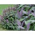 Салвия, Лилав градински чай / Salvia Officinalis Purpurascens