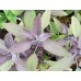 Салвия, Лилав градински чай / Salvia Officinalis Purpurascens