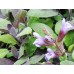 Салвия, Лилав градински чай / Salvia Officinalis Purpurascens