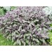 Салвия, Лилав градински чай / Salvia Officinalis Purpurascens