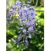 Японска вистерия / Wisteria floribunda Японска вистерия / Wisteria floribunda