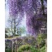 Японска вистерия / Wisteria floribunda Японска вистерия / Wisteria floribunda