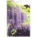 Японска вистерия / Wisteria floribunda Японска вистерия / Wisteria floribunda