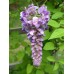 Японска вистерия / Wisteria floribunda Японска вистерия / Wisteria floribunda