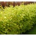 Сибирски дрян жълтолистен / Cornus alba Aurea
