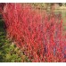 Сибирски дрян жълтолистен / Cornus alba Aurea