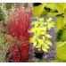 Сибирски дрян жълтолистен / Cornus alba Aurea
