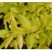 Сибирски дрян жълтолистен / Cornus alba Aurea