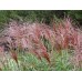 Мискантус / Miscanthus sinensis Malepartus Мискантус / Miscanthus sinensis Malepartus