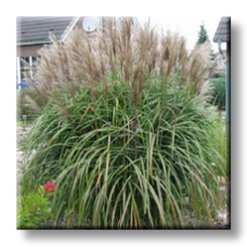 Мискантус / Miscanthus sinensis Malepartus