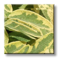 Салвия пъстролистна / Salvia officinalis Aurea